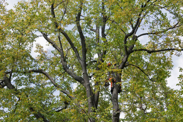 How Our Tree Care Process Works  in  Herriman, UT
